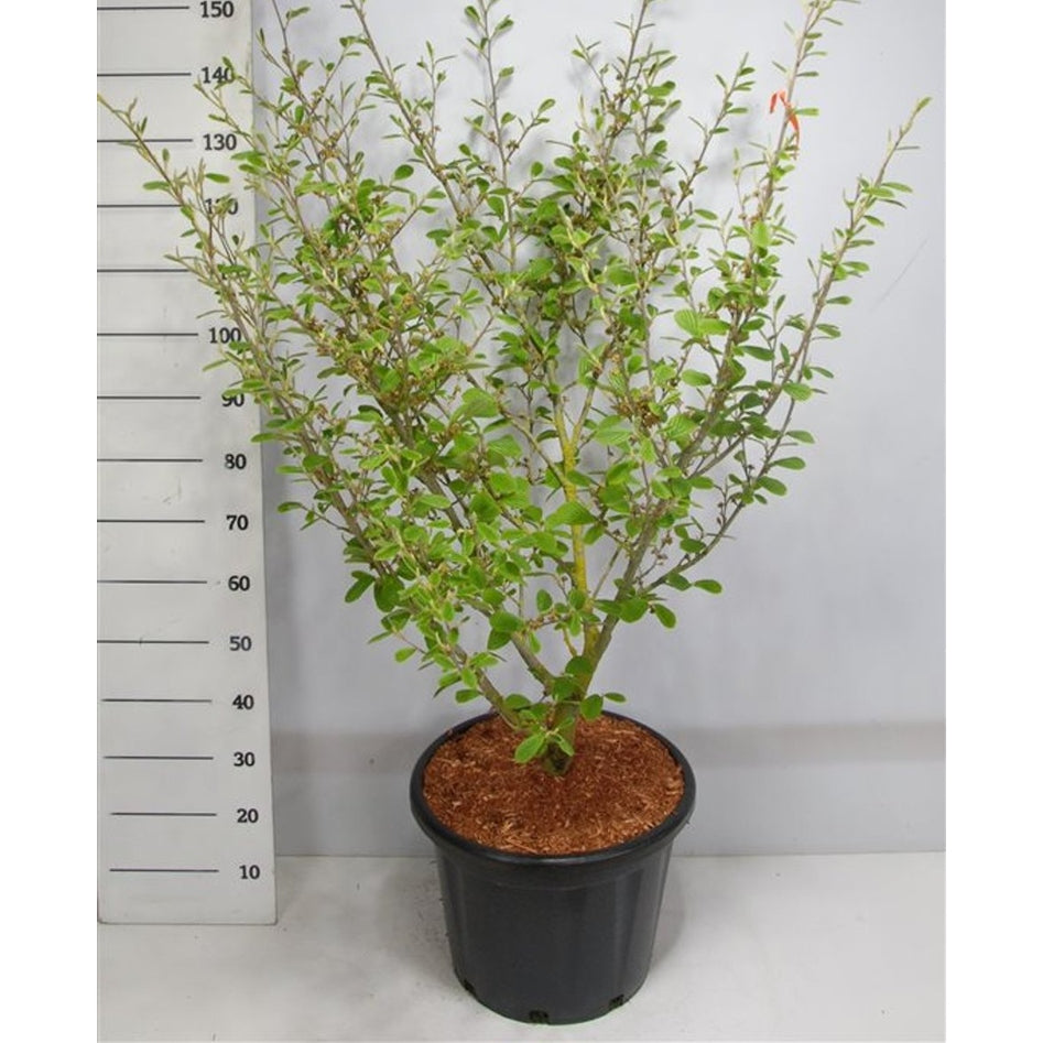 Trollhassel – Hamamelis intermedia 'Arnold Promise' - C45 125-150 cm. Sol